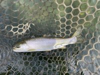 IMG_4524.jpeg