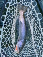 IMG_4553.jpeg
