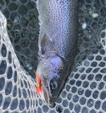 IMG_4552.jpeg