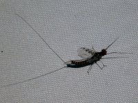 CallibaetisSpinner004.jpg CallibaetisSpinner004.jpg