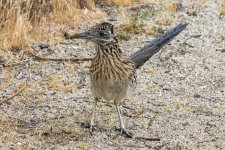 A01GreaterRoadrunner3592.jpg