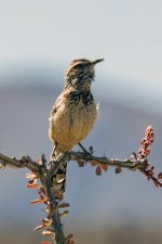 A04CactusWrenSingingInOcotillo3088.jpg