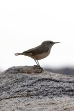 A05RockWren1727.jpg