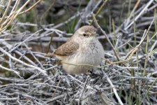 A06RockWren1766.jpg