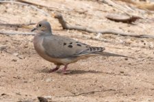 B01MourningDove2757.jpg