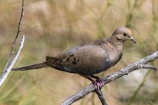 B02MourningDove2767.jpg