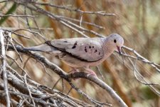 B06CommonGroundDove2749.jpg