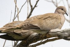 B07EurasianCollaredDove2774.jpg