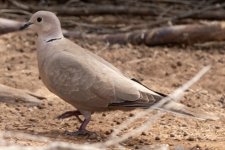 B08EurasianCollaredDove2723.jpg