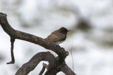 C01BlackPhoebe3423.jpg