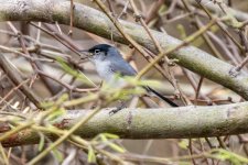 C03BlacktailedGnatcatcher2821.jpg