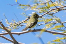 C00WesternFlyCatcher3143.jpg