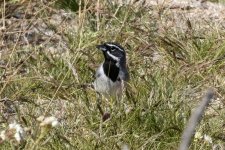 A01BlackThroatedSparrow2126.jpg