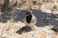 A02BlackThroatedSparrow3358.jpg