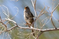 A07WhiteCrownedSparrow3097.jpg