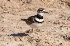 A01Killdeer3038.jpg