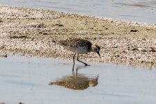 A02BlackBelliedPlover2380.jpg