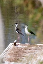 A03BlackNeckedStilts2554.jpg