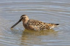 A05ShortBilledDowitcher2593.jpg