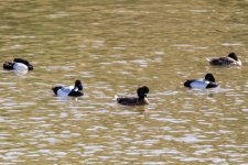 A09ScaupGroup.jpg