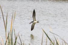 A10BlackSkimmer2842.jpg