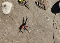 20240417_black_fly.jpg 20240417_black_fly.jpg