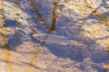 DesertPupfishMale3377.jpg