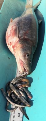 IMG_3762.jpeg IMG_3762.jpeg