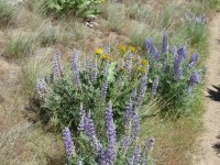 lupine.JPG