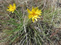 sagebrush false dandelion.JPG