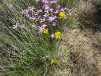 phlox.JPG