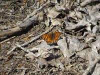 butterfly.JPG