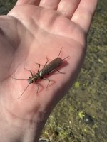 IMG_0659.jpeg