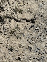 IMG_2699.jpeg