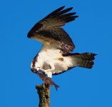 osprey2000000.jpg