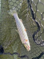 IMG_4665.jpeg