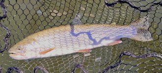 IMG_4825.jpeg