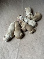 IMG_0046.jpeg