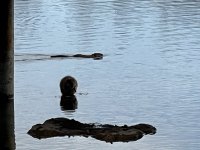IMG_2368.jpeg