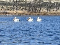 IMG_2357.jpeg