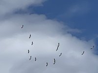 IMG_2376.jpeg