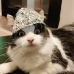 images (33).jpeg