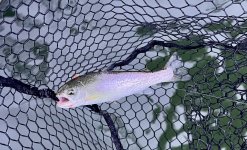 IMG_4897.jpeg IMG_4897.jpeg
