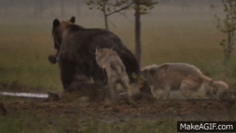2015_08_11_15_Wolves_chasing_Bears_for_food_in_Kuhmo_Finland.gif