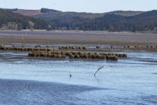 A01OysterShellBales3829.jpg A01OysterShellBales3829.jpg