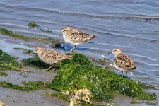 A04LeastSandpipers4859.jpg A04LeastSandpipers4859.jpg
