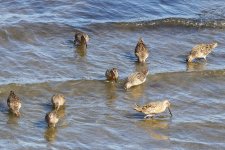 A03ShortbilledDowitchers4836.jpg