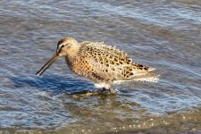 A02ShortbilledDowitcher4812.jpg A02ShortbilledDowitcher4812.jpg