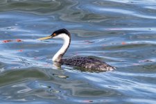 A05WesternGrebe3822.jpg A05WesternGrebe3822.jpg