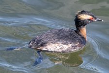 A06HornedGrebe3919.jpg A06HornedGrebe3919.jpg